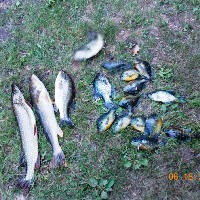 Great Catch