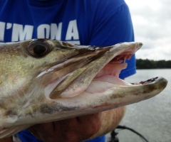 Paul's Muskie 2015